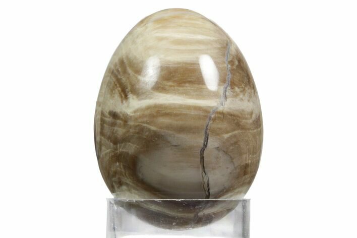 Polished Oligocene Petrified Wood (Pinus) Egg - Australia #356265